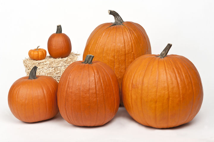 Pumpkin Palooza at Hopewell Presbyterian Church