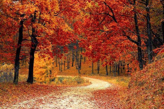 Long Branch Green Team Fall Cleanup Event @ Jackson Woods