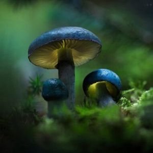 Fantastic Fungi Filmmaker Screening