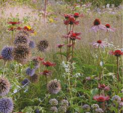 An outdoor screening — Five Seasons: The Gardens of Piet Oudolf