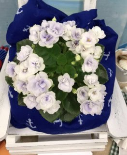 Garden State African Violet Club\'s 69th Annual Show & Plant Sale