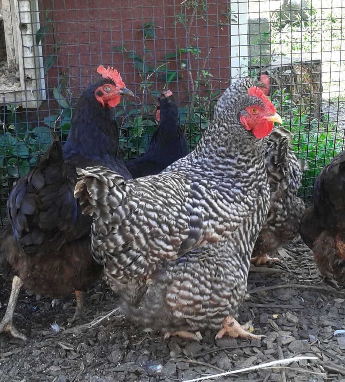 Read & Pick Program: Chickens