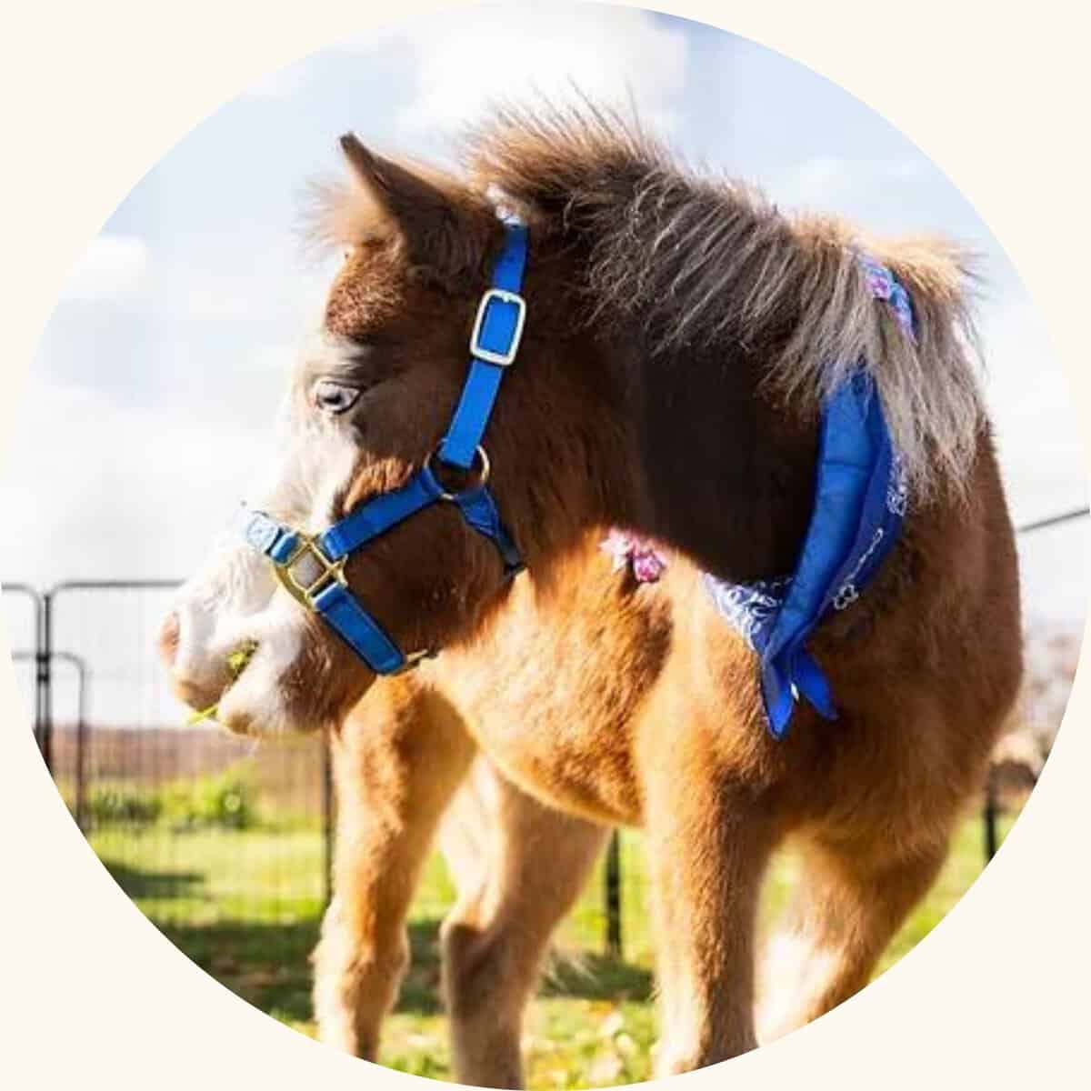 Seniors: Meet Roxxy the Mini Therapy Horse