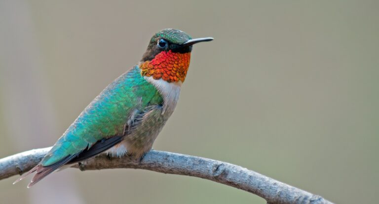 The spectacular journey of New Jersey’s smallest bird