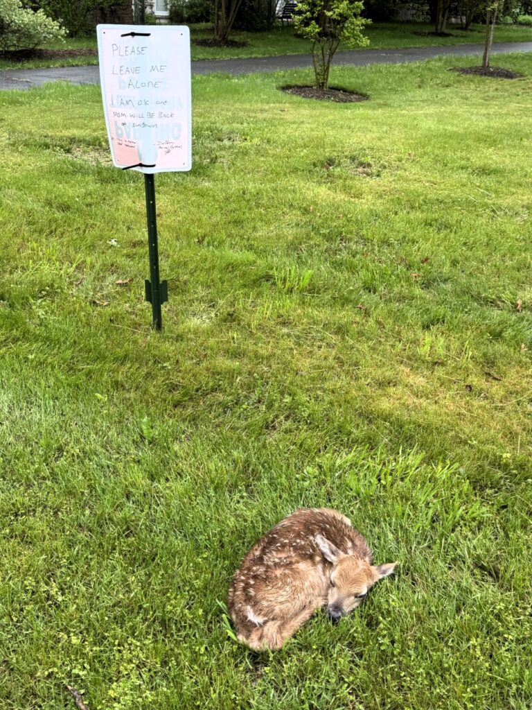 Fawn season