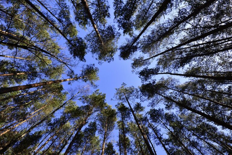 Street trees to be planted in Princeton