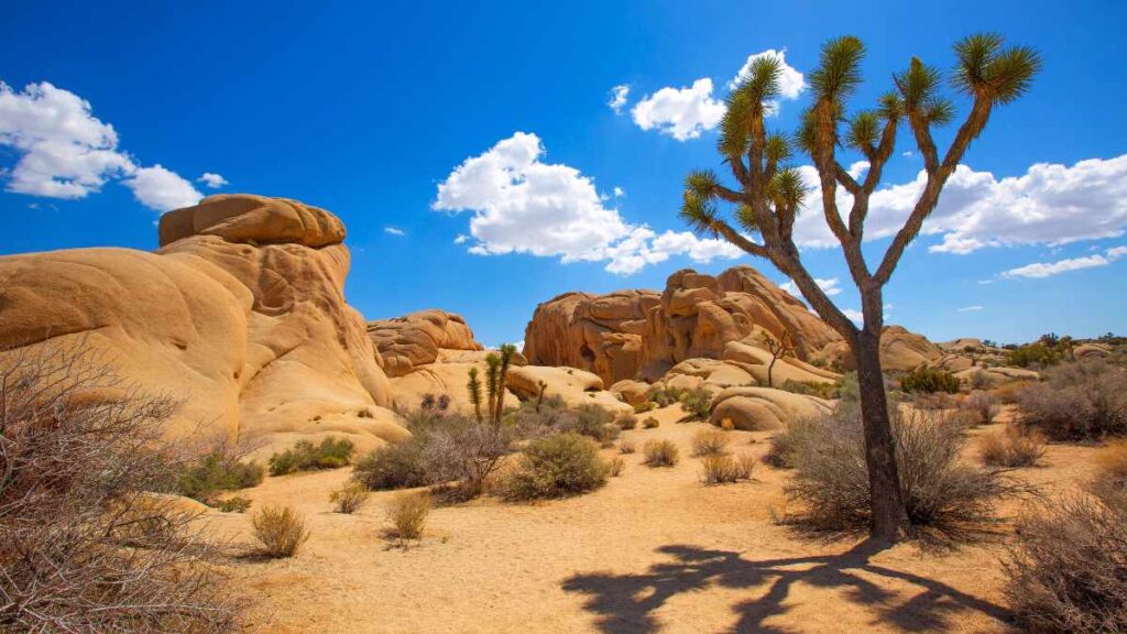 Joshua Tree National Park