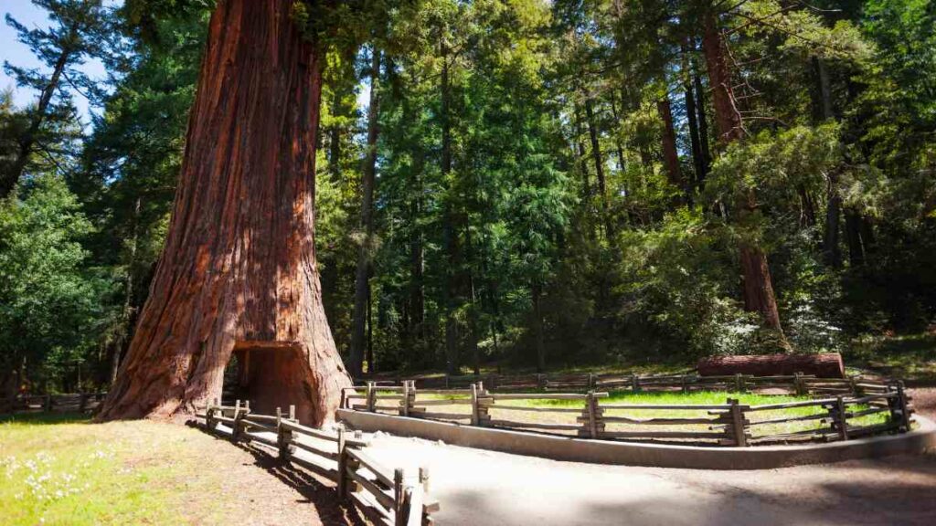 Redwood National and State Parks