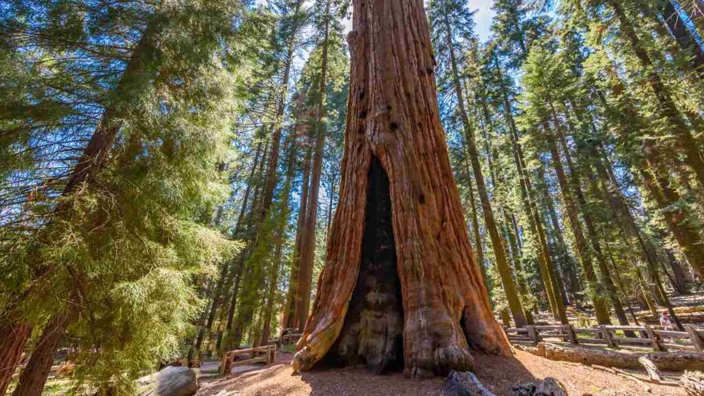 Sequoia National Park
