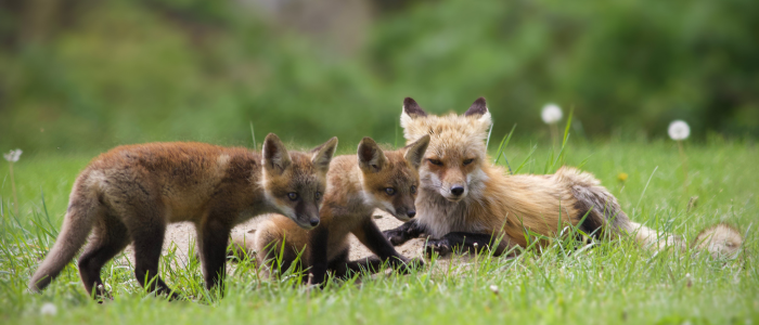 Pets and wildlife shouldn’t mix