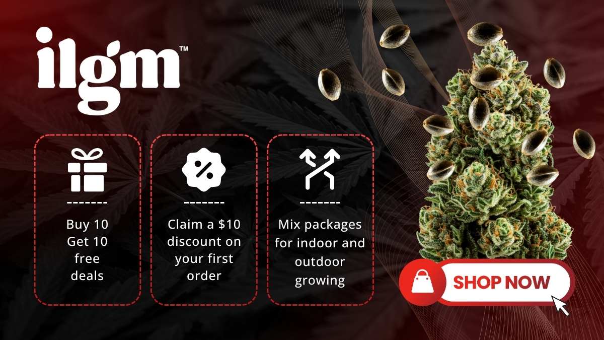 Best Seed Banks for High-Yielding Cannabis Seeds With High Quality Genetics