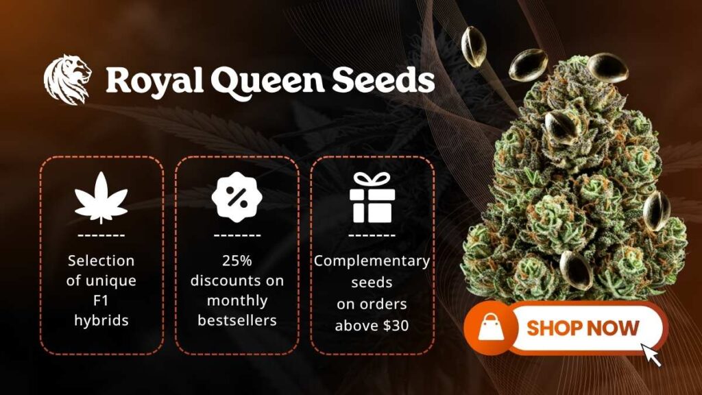 Royal-Queen-Seeds