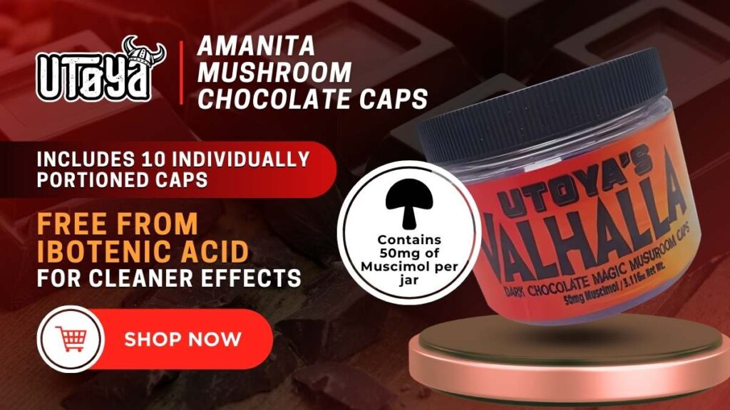 Amanita Mushroom Chocolate Caps Utoya Organics