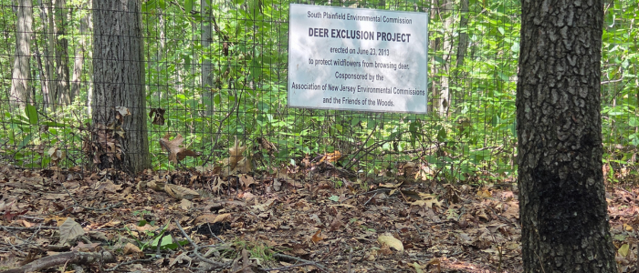 New Jersey’s deer dilemma