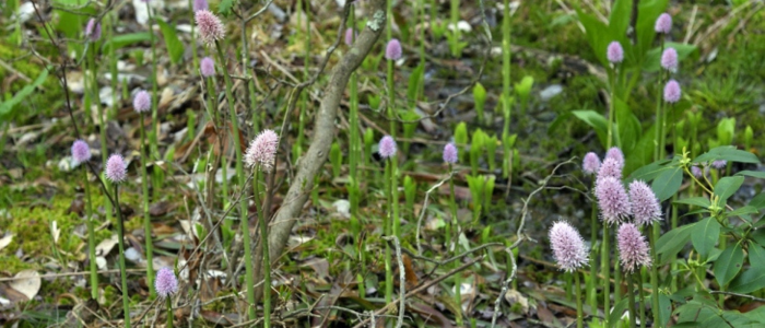 New Jersey’s rare plants need their day in the sun