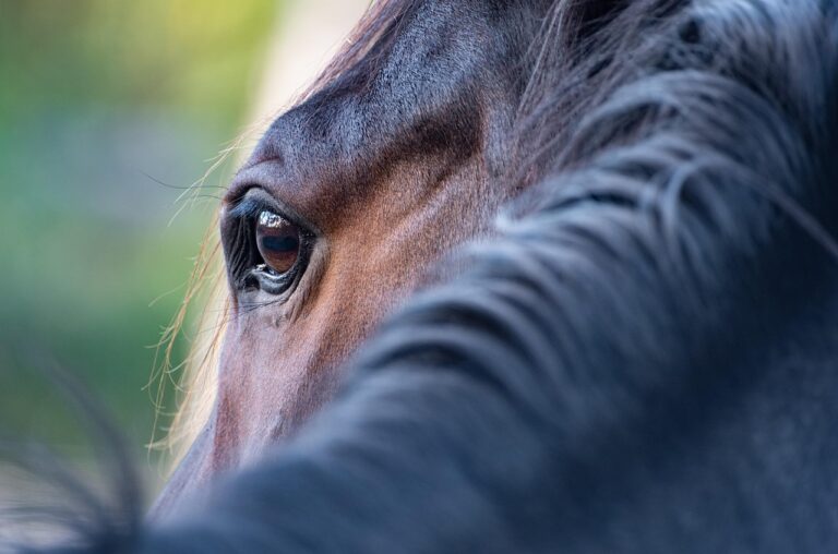 Property quarantined after EHV-1 horse infection