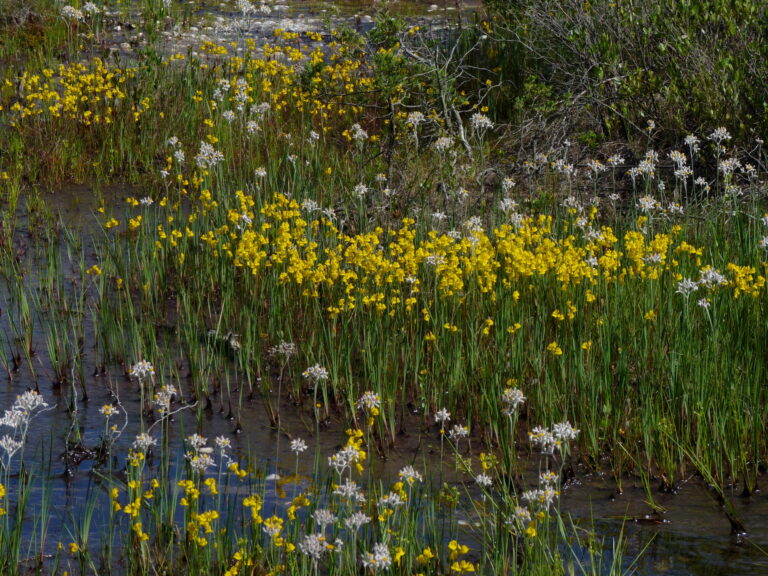 A Pine Barrens Treat
